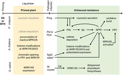 Chemical priming of plant defense responses to pathogen attacks